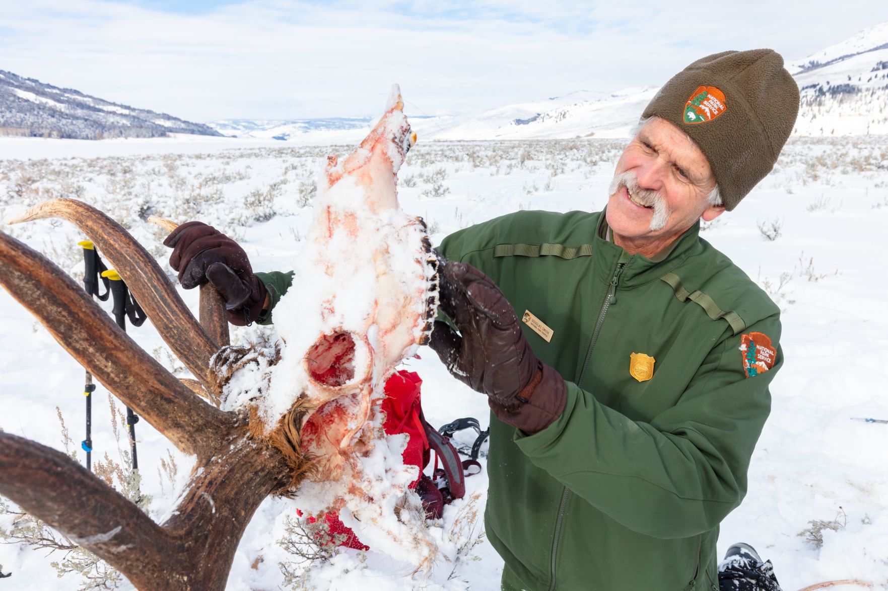 Wolf kill